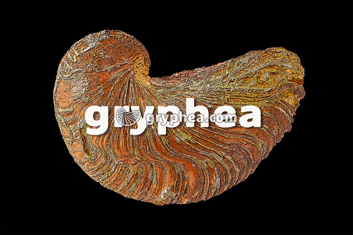 GRYPHEA LOGO fond noir - gryphea.org